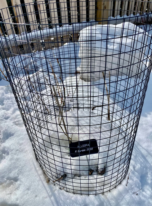 Screenshot 2025-11-14 at 00-08-43 COLLEEN’S GARDEN Those darn bunnies!