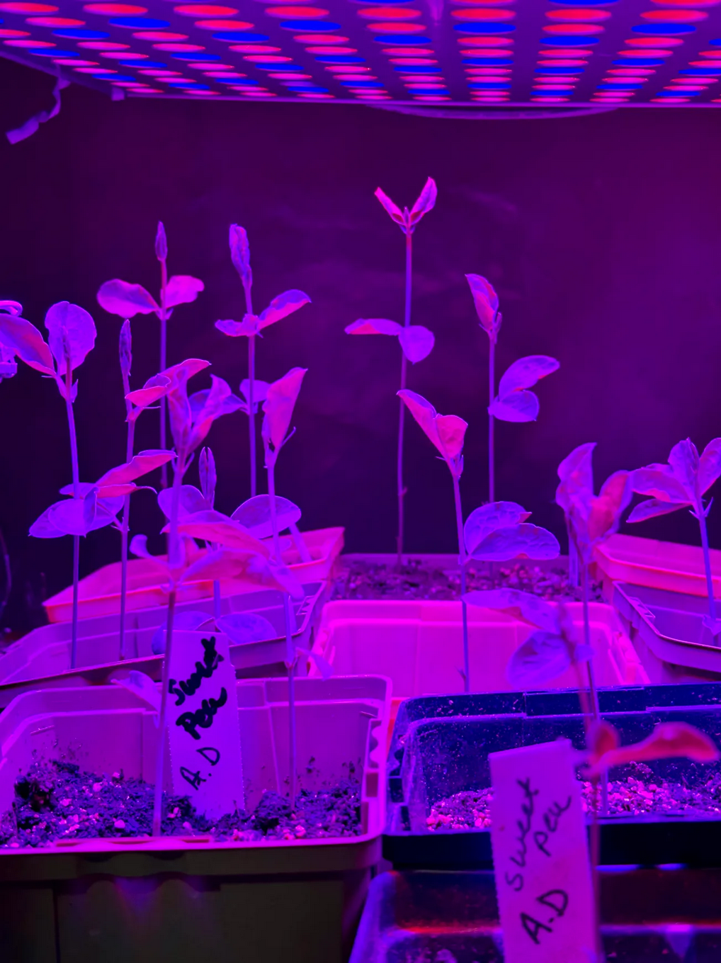 Screenshot 2026-02-20 at 19-53-31 IMG_3799-1.jpeg (WEBP Image 1304 × 1739 pixels) — Scaled (52_)