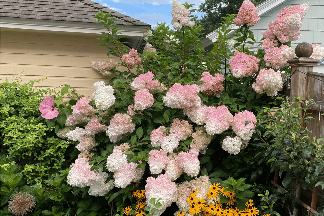 Screenshot 2026-03-14 at 16-22-15 COLLEENS GARDEN Early blooms and March must-dos