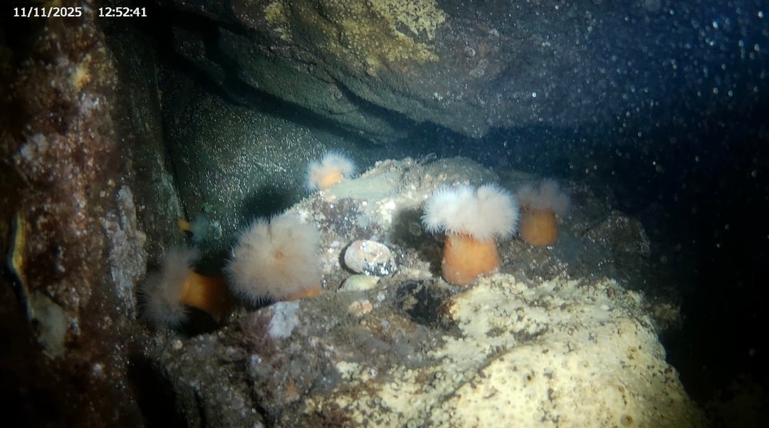 Screenshot_20251111_133229_Gallery