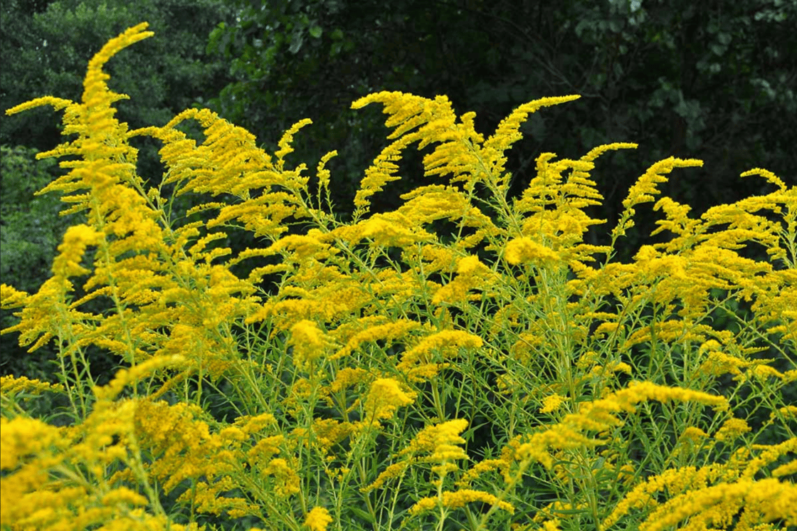 native-plants-parks-feature